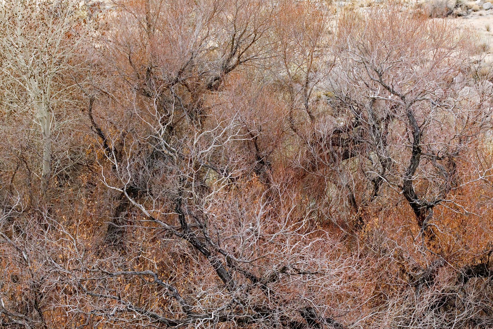 Branches Detail - Eastern Sierras
