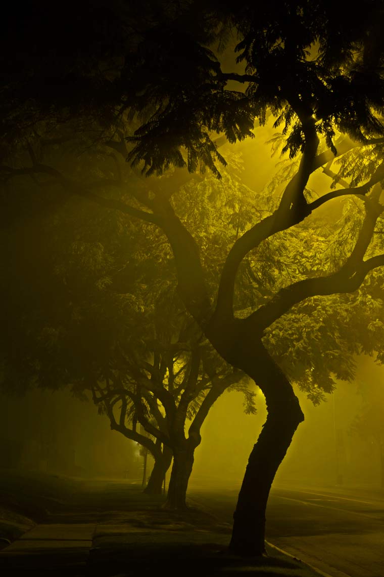 Nocturnal Botanica Fine Art Photography Series