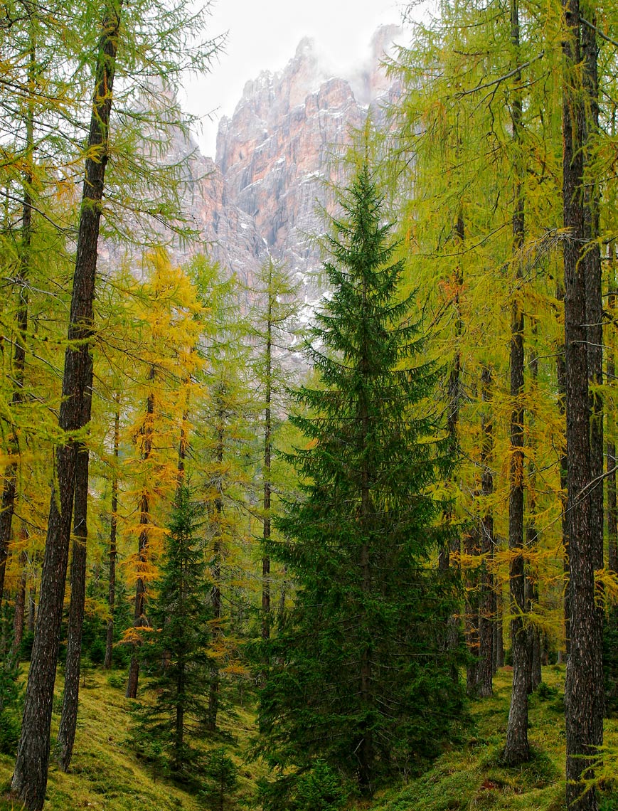 Dolomite Forest - Italy