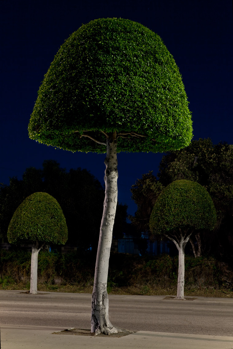 Nocturnal Botanica Fine Art Photography Series