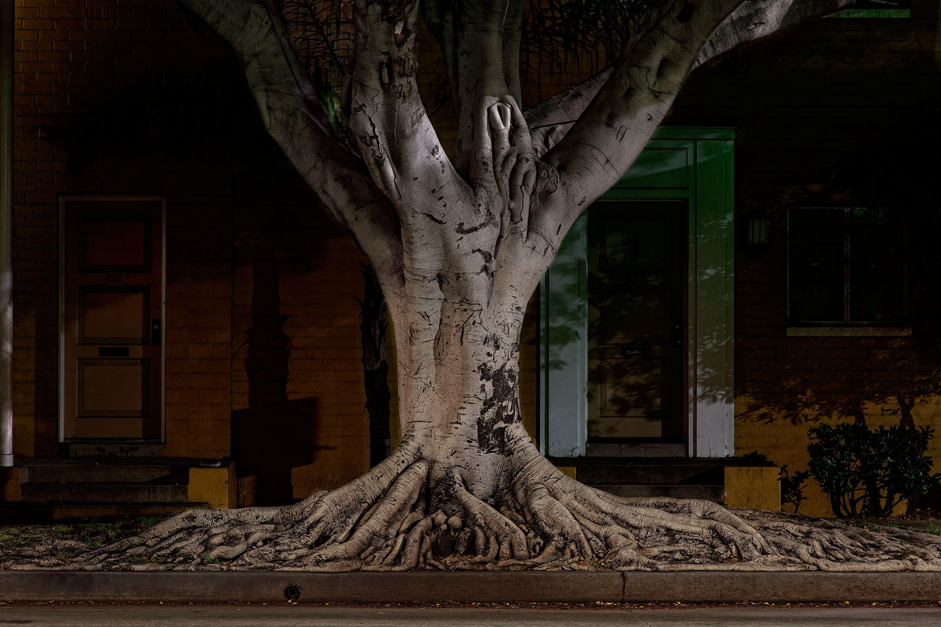 Nocturnal-Botanica-Tree-Roots-copy
