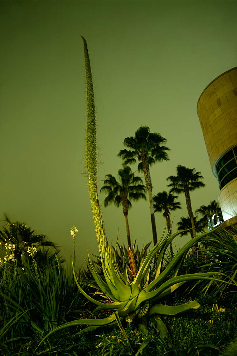 Nocturnal Botanica Fine Art Photography Series
